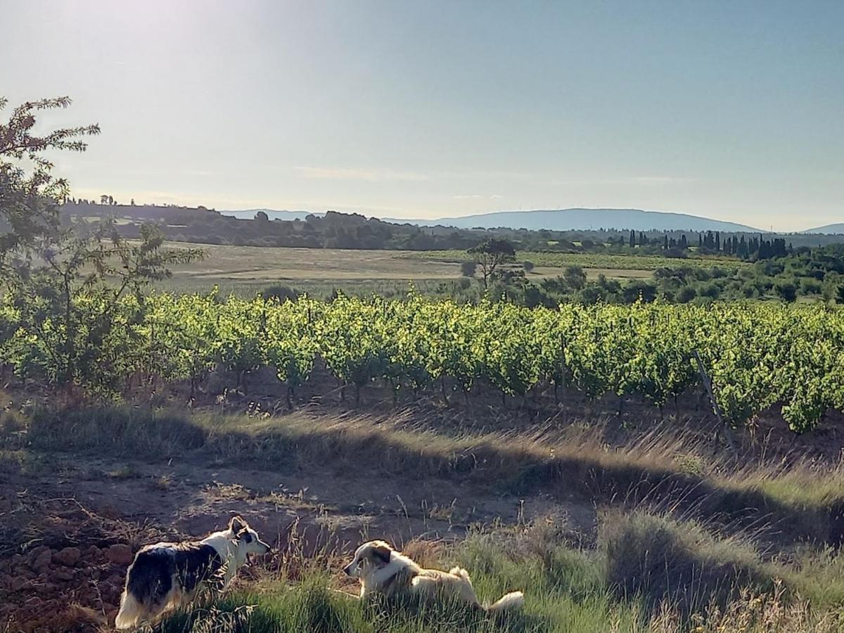 Domaine Saint Augustin Villa Rieux-Minervois ภายนอก รูปภาพ
